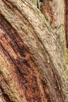 Rotting tree Stock Photos