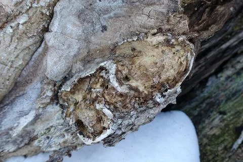 Rotting Tree Stock Photos