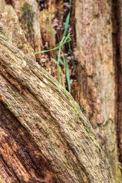 Rotting tree Stock Photos