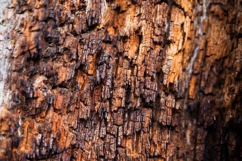 Rotting tree stump Stock Photos