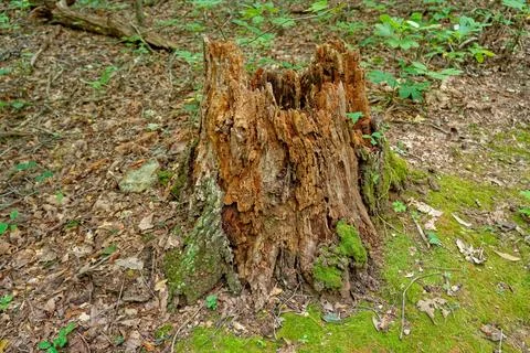 Rotting tree stump Stock Photos