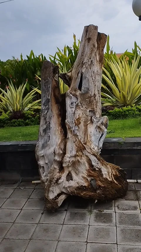 A rotting tree trunk with the detailed texture of very unique wood Stockbeeldmateriaal 228806810