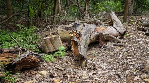 Rotting Tree Trunk Stock Photos