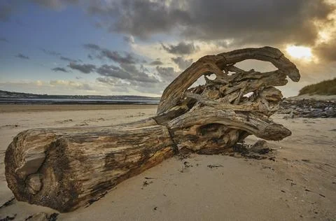 Rotting tree trunk washed up on the beach at Crow Point in Barnstaple, Devon Stockfoto's