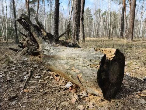 Rotting trunk of a fallen tree lying across the forest floor Stock Photos