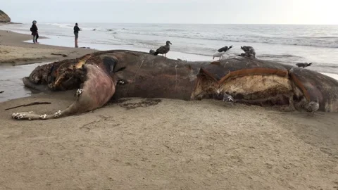 Rotting Whale Corpse Washed Up On Beach Southern California Stock Footage 204826640