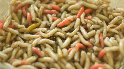 Rotting Worming View Stock-Footage 90180227