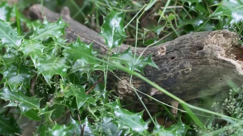 Rotton Log and Common Holly Bush - Beautiful English Lake District Flower Meadow Vídeo Stock 149273271