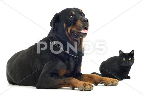 Rottweiler and cat Stock Photos