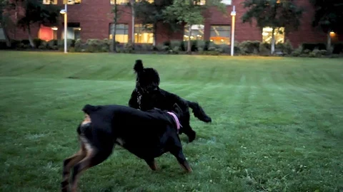 Rottweiler and Labradoodle Stock Footage 110717989