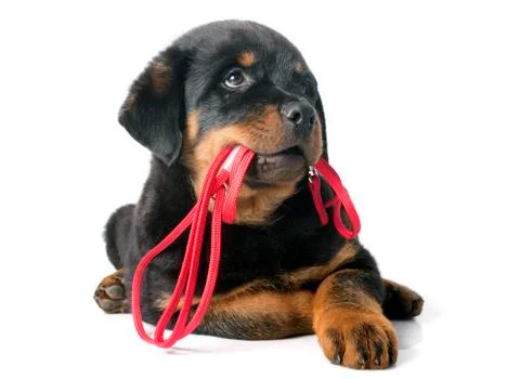 Rottweiler and leash Stock Photos