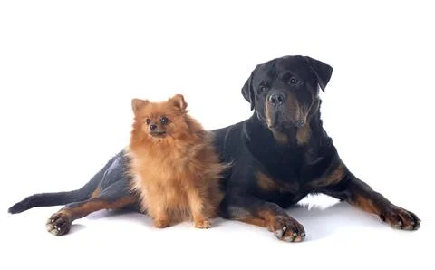 Rottweiler and spitz Stock Photos