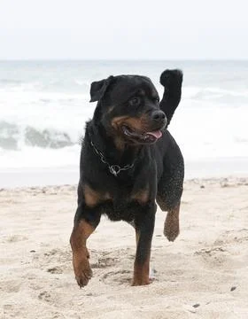 Rottweiler on the beach Stock Photos