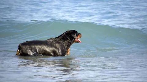 A Rottweiler at the beach unleashed taking a bath happily. Stockbeeldmateriaal 124489636