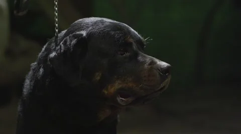 Rottweiler dog close-up Video stock 51115987