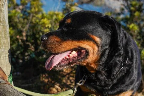 Rottweiler dog of a dangerous breed walking without a muzzle Stock Photos