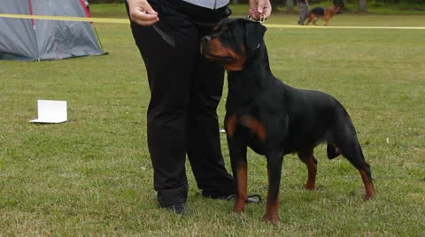 Rottweiler dog Stock Footage 26123521