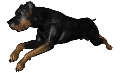 Rottweiler dog Stock Illustration