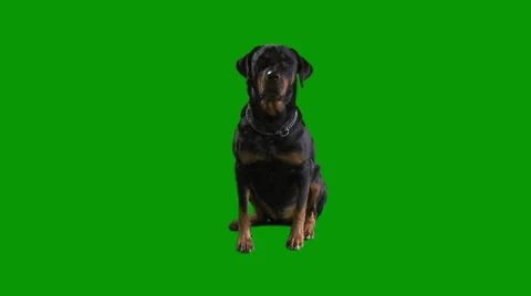 Rottweiler dog sitting  Stock Footage 1118121