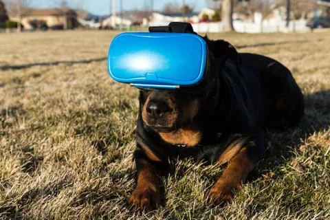 Rottweiler dog using a virtual reality headset at a park Stock Photos