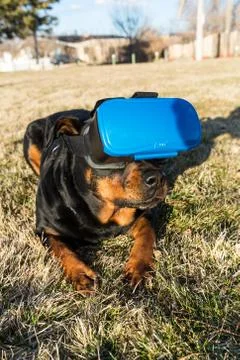 Rottweiler dog using a virtual reality headset at a park Stock Photos