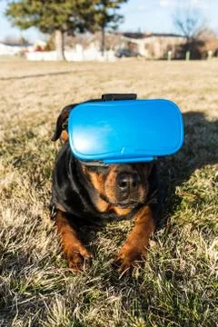 Rottweiler dog using a virtual reality headset at a park Foto stock