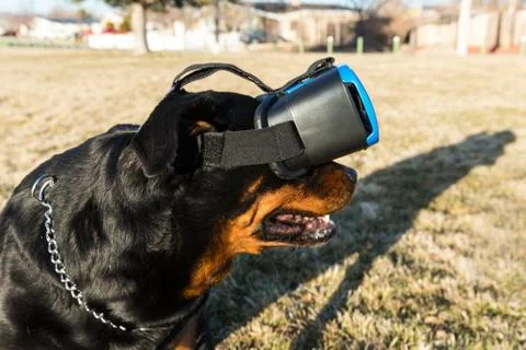 Rottweiler dog using a virtual reality headset at a park Stock Photos