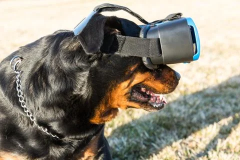 Rottweiler dog using a virtual reality headset at a park Stock Photos