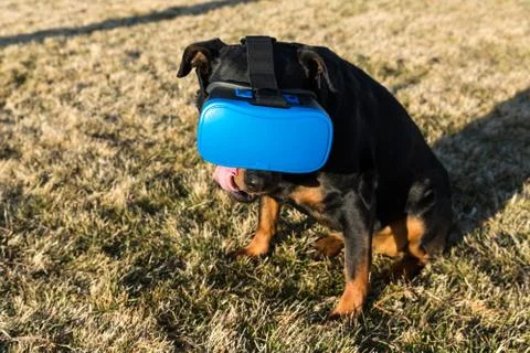 Rottweiler dog using a virtual reality headset at a park Stock Photos