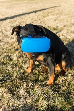 Rottweiler dog using a virtual reality headset at a park Foto stock