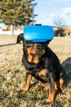 Rottweiler dog using a virtual reality headset at a park Foto stock