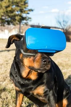 Rottweiler dog using a virtual reality headset at a park Foto stock