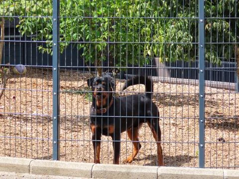 Rottweiler in enclosure Stock Photos