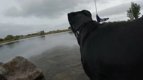 Rottweiler entering river Stock Footage 232961236