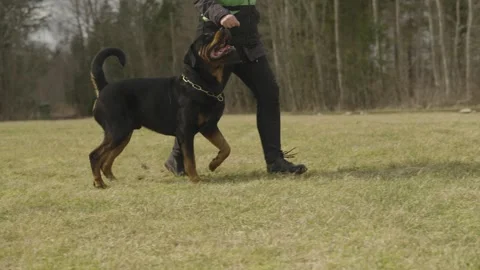 Rottweiler executes precise heel turn with handler Stock Footage 333588699