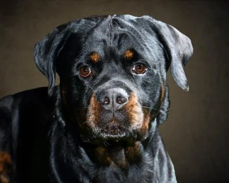 Rottweiler Face On in Studio with Brown Backdrop Foto stock