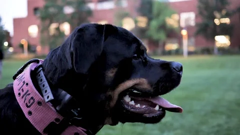Rottweiler Stock Footage 110717987