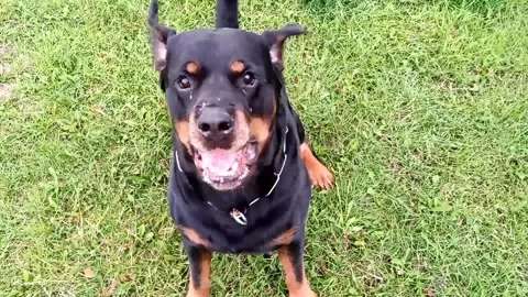 Rottweiler guarding bark and hold Stock Footage 133735409