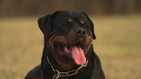 Rottweiler head close up Stock Footage 309192684