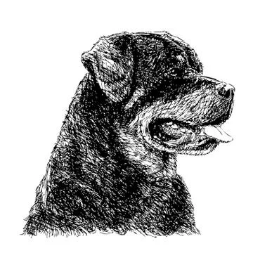 Rottweiler Stock Illustration