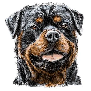 Rottweiler イラスト素材