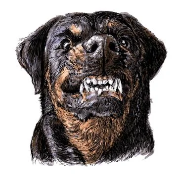 Rottweiler イラスト素材