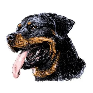 Rottweiler Stock Illustration