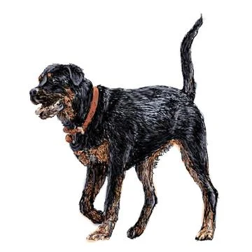 Rottweiler Stock Illustration