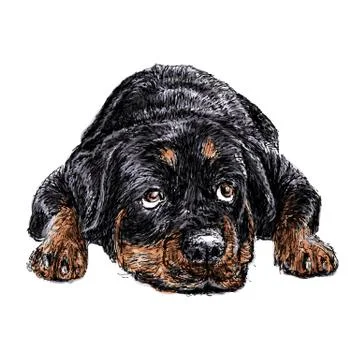 Rottweiler イラスト素材