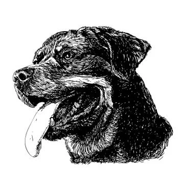 Rottweiler Stock Illustration