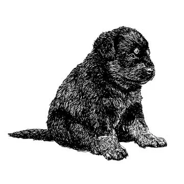 Rottweiler Stock Illustration