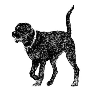Rottweiler Stock Illustration