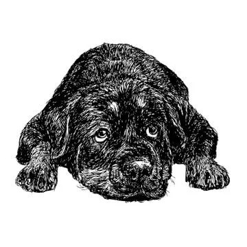 Rottweiler Stock Illustration