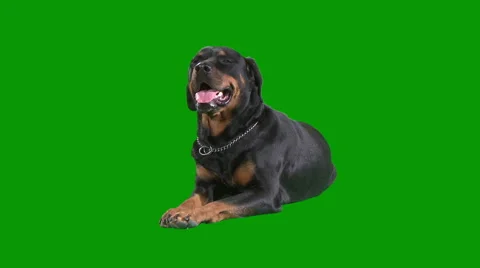 Rottweiler lying down Stock Footage 1106996